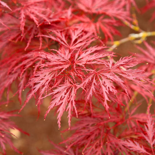 Red Dragon Japanese Maple Tree, 1-2 ft. - No Shipping To AZ
